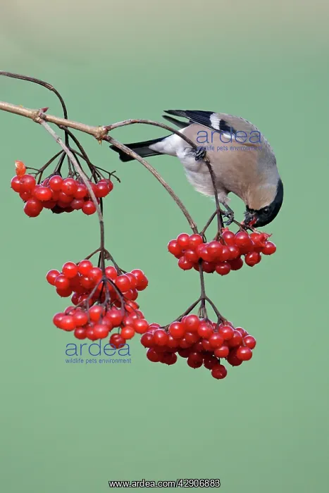: Bullfinch - Female feeding on berries of Guelder : Bullfinch - Female feeding on berries of Guelder