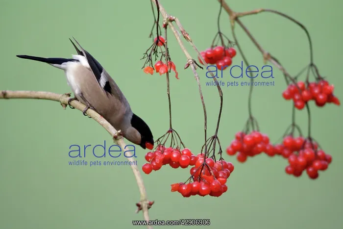 : Bullfinch - Female feeding on berries of Guelder : Bullfinch - Female feeding on berries of Guelder