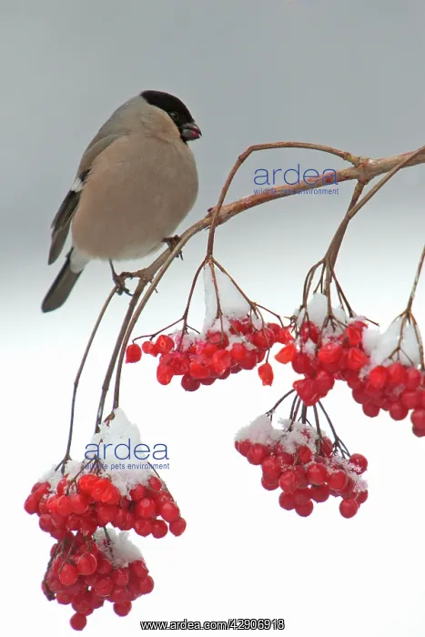 : Bullfinch - Female feeding on berries of Guelder : Bullfinch - Female feeding on berries of Guelder