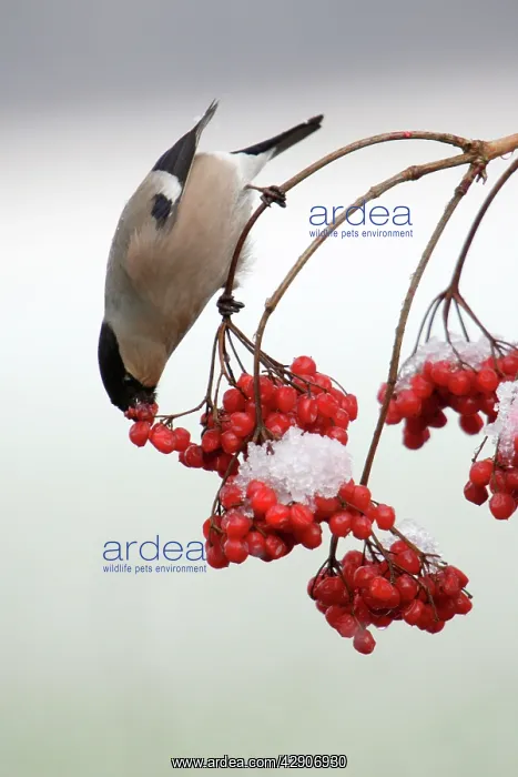 : Bullfinch - Female feeding on berries of Guelder : Bullfinch - Female feeding on berries of Guelder