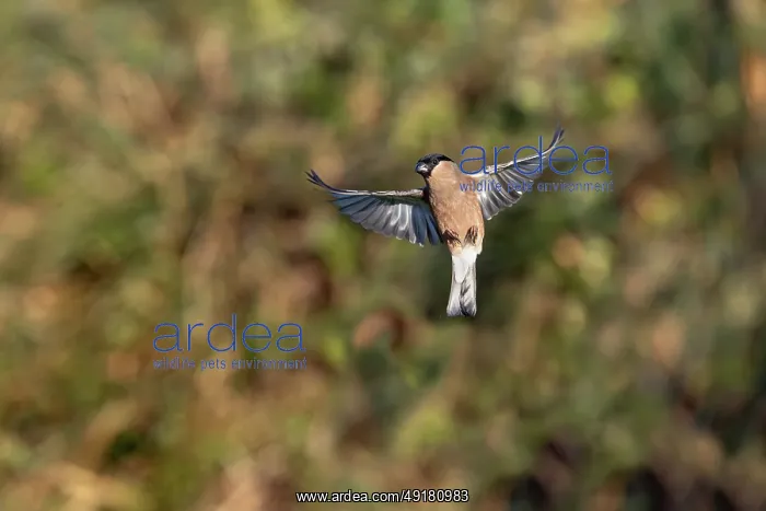  : Bullfinch - Female - Flight - UK