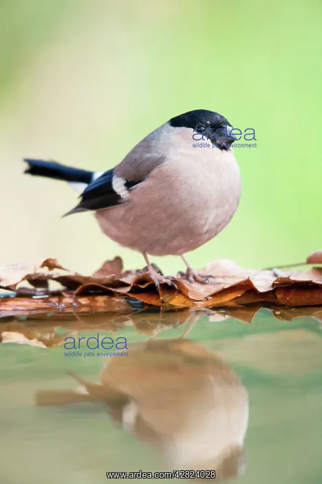 : Bullfinch - female - at garden pond : Bullfinch - female - at garden pond