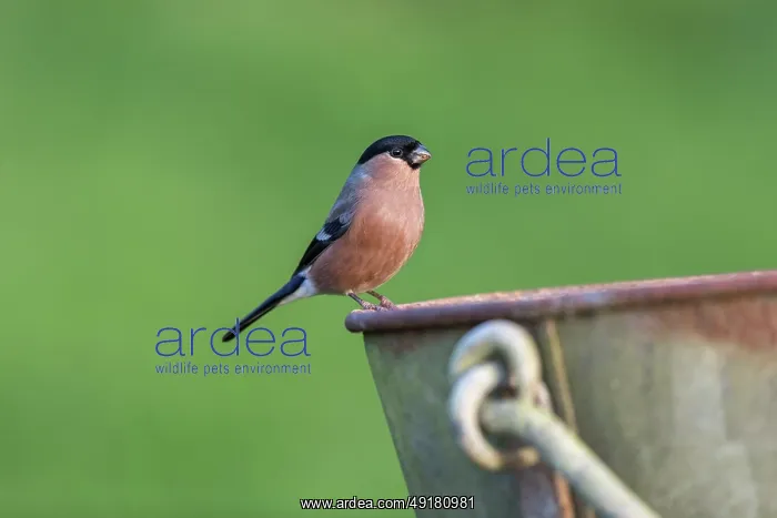  : Bullfinch - Female - Preched on Bucket - UK