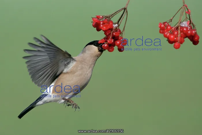 : Bullfinch - Female on the wing, feeding on berries : Bullfinch - Female on the wing, feeding on berries