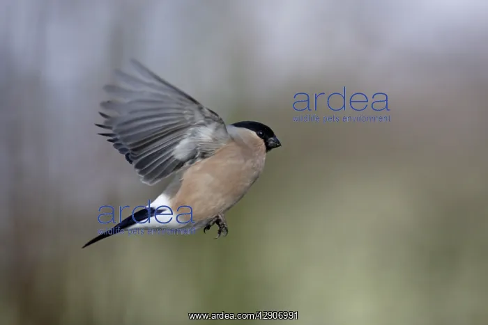 : Bullfinch - Female on the wing in garden, winter : Bullfinch - Female on the wing in garden, winter