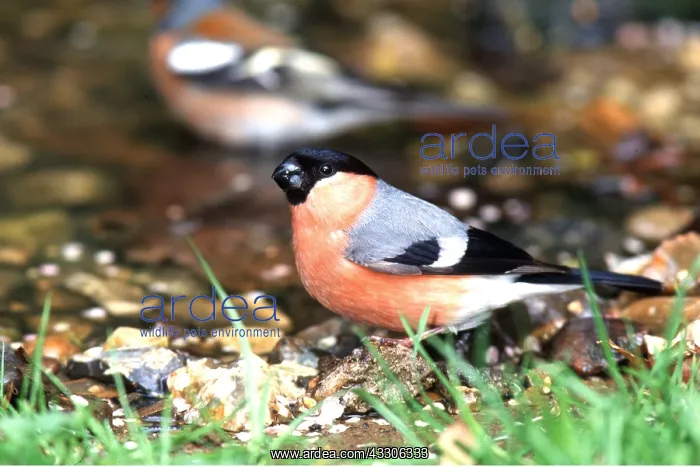 : BULLFINCH - on ground : BULLFINCH - on ground