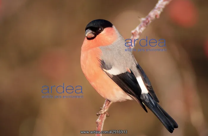 : BULLFINCH - male : BULLFINCH - male