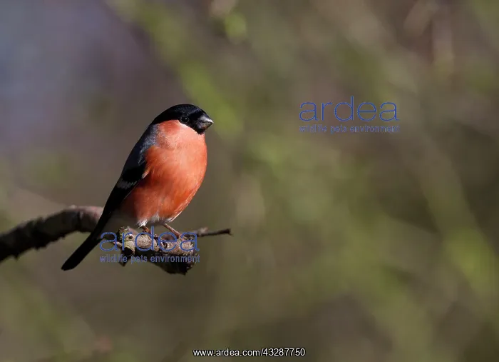 : Bullfinch - male - adult - perched on branch - Winter : Bullfinch - male - adult - perched on branch - Winter