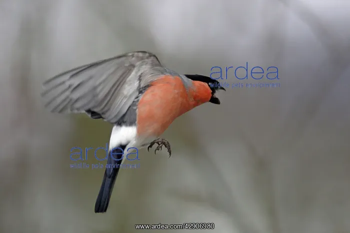 : Bullfinch - male approaching bird table in winter : Bullfinch - male approaching bird table in winter