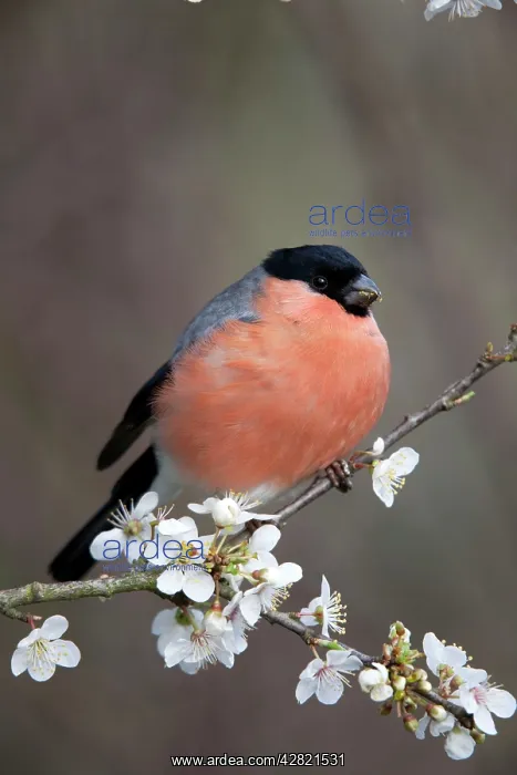 : Bullfinch - male on Blossom in spring : Bullfinch - male on Blossom in spring