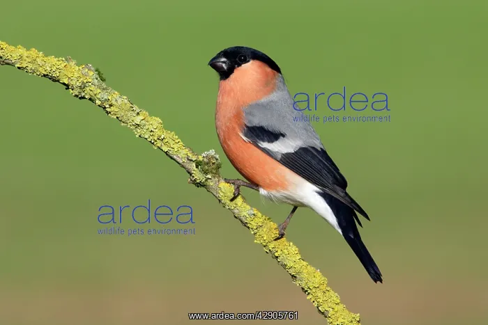 : Bullfinch - Male on branch : Bullfinch - Male on branch