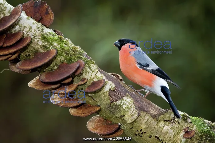  : Bullfinch - male on branch with fungi