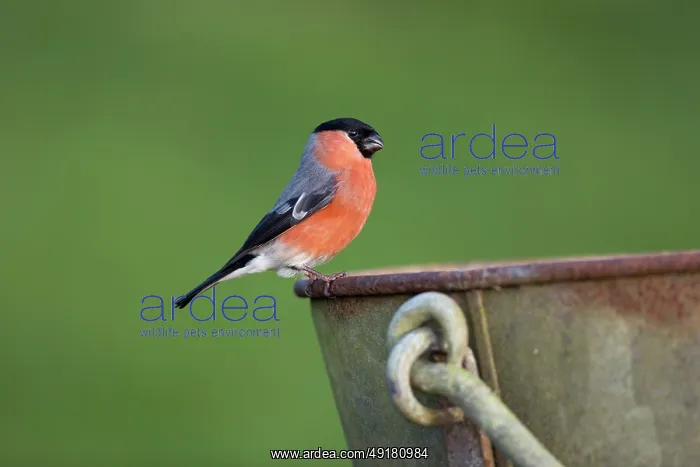  : Bullfinch - Male - on Bucket - UK