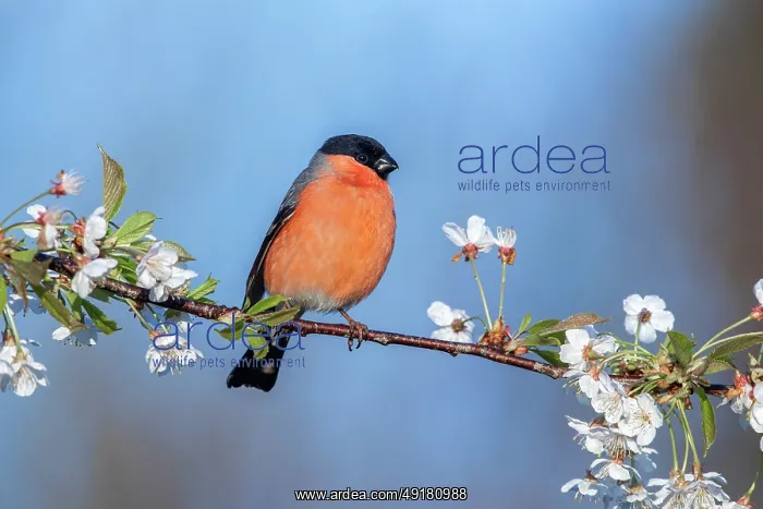  : Bullfinch - Male - on Cherry Blossom - UK