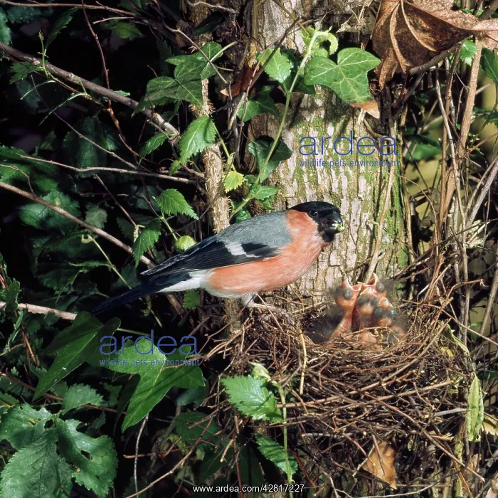 : Bullfinch - male with chicks : Bullfinch - male with chicks