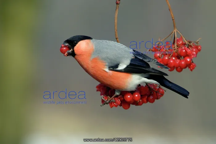 : Bullfinch - male eating berries in winter : Bullfinch - male eating berries in winter