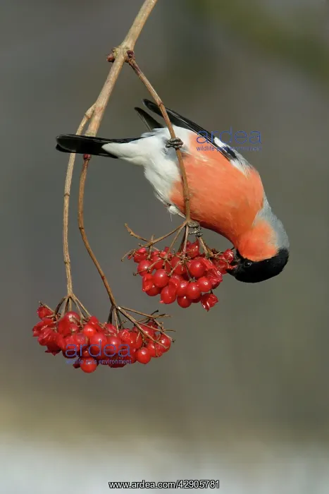 : Bullfinch - male eating berries in winter : Bullfinch - male eating berries in winter