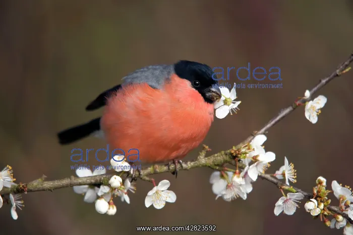 : Bullfinch - male - eating blossom : Bullfinch - male - eating blossom