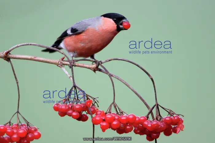 : Bullfinch - Male feeding on berries of Guelder : Bullfinch - Male feeding on berries of Guelder