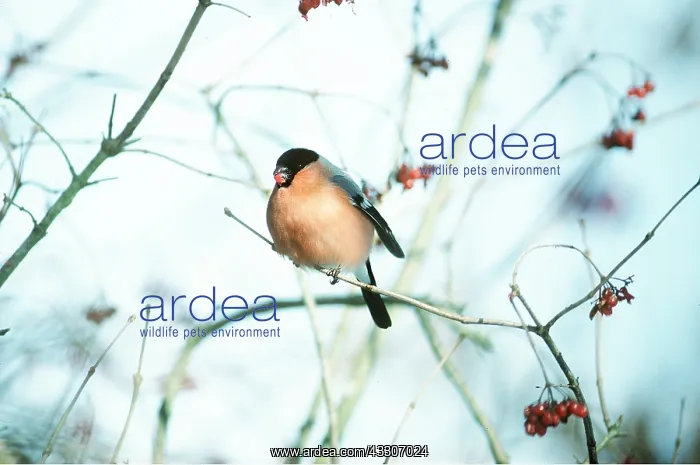 : BULLFINCH - Male, feeding on Guelder Rose Berries : BULLFINCH - Male, feeding on Guelder Rose Berries