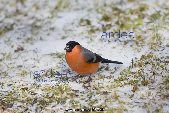 : Bullfinch - male feeding on seed on the ground in : Bullfinch - male feeding on seed on the ground in