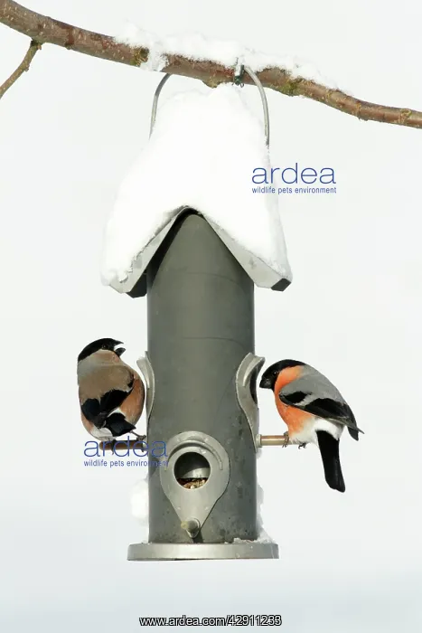 : Bullfinch - male and female at feeding station in garden : Bullfinch - male and female at feeding station in garden