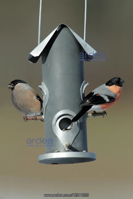 : Bullfinch - male and female at feeding station in garden : Bullfinch - male and female at feeding station in garden
