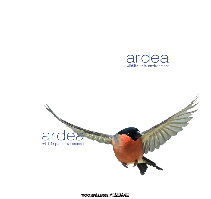  : Bullfinch - Male, In flight