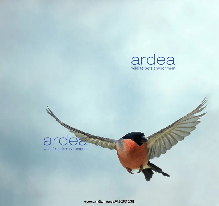  : Bullfinch - Male, in flight, head on