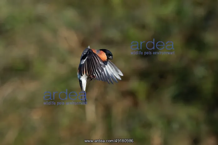  : Bullfinch - Male - Flight - UK