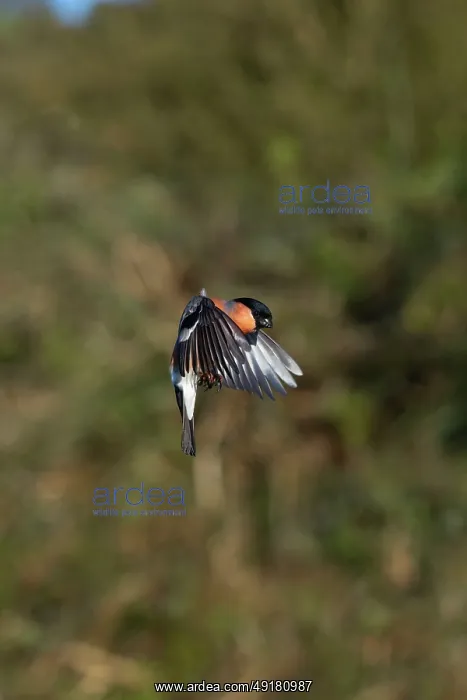  : Bullfinch - Male - Flight - UK