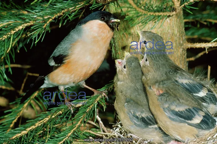 : Bullfinch - male at nest feeding young : Bullfinch - male at nest feeding young