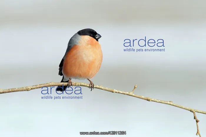 : Bullfinch - male perched on branch : Bullfinch - male perched on branch