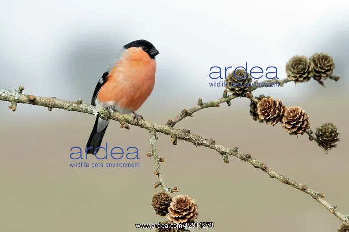 : Bullfinch - male perched on branch : Bullfinch - male perched on branch