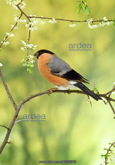 : BULLFINCH - Male perched on branch : BULLFINCH - Male perched on branch