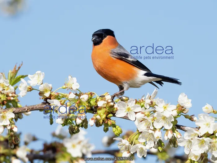: Bullfinch - male perched on flowering Cherry tree : Bullfinch - male perched on flowering Cherry tree
