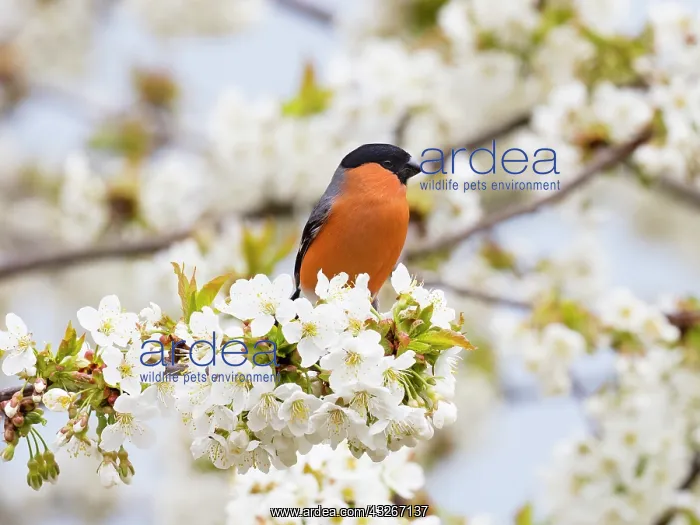 : Bullfinch - male perched on flowering Cherry tree : Bullfinch - male perched on flowering Cherry tree