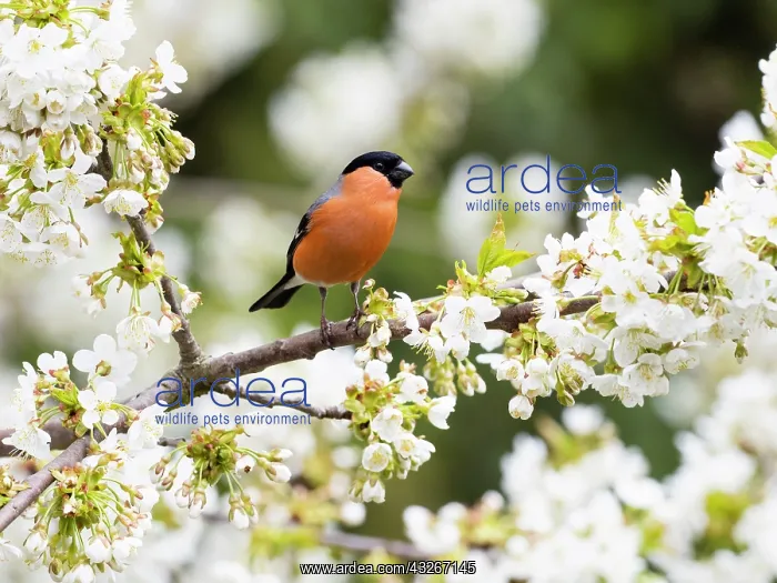 : Bullfinch - male perched on flowering Cherry tree : Bullfinch - male perched on flowering Cherry tree