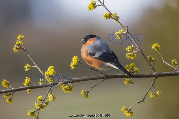 : Bullfinch - male perched on flowering cornelian : Bullfinch - male perched on flowering cornelian