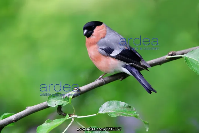 : Bullfinch - Male perched on tree in garden : Bullfinch - Male perched on tree in garden
