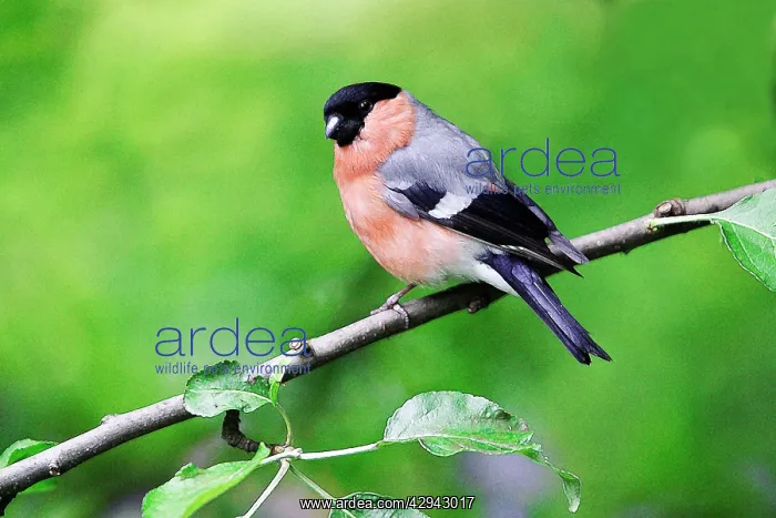 : Bullfinch - Male perched on tree in garden : Bullfinch - Male perched on tree in garden