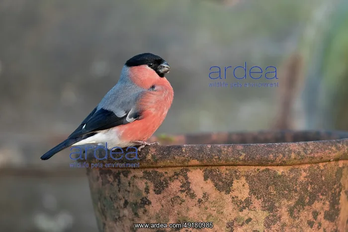  : Bullfinch - Male - on Plant Pot - UK