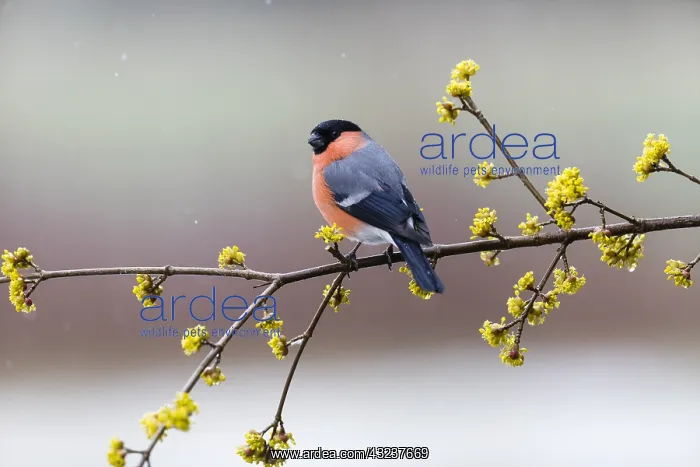 : Bullfinch - male sitting on flowering Cornelian : Bullfinch - male sitting on flowering Cornelian