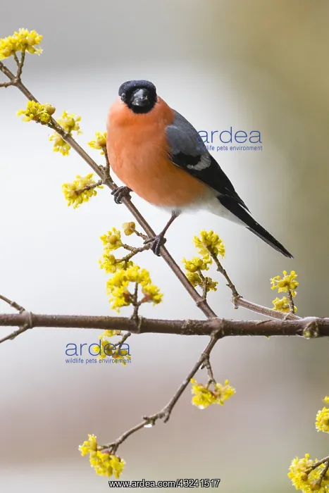 : Bullfinch - male sitting on flowering Cornelian : Bullfinch - male sitting on flowering Cornelian