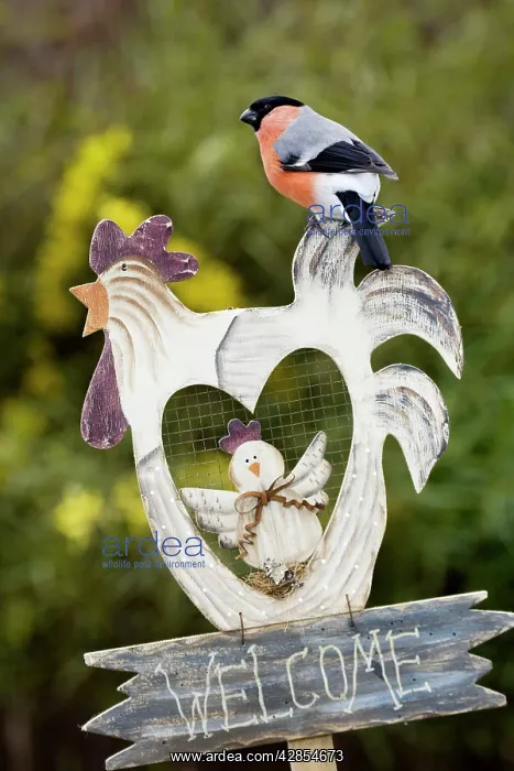 : Bullfinch - male sitting on garden fingerpost : Bullfinch - male sitting on garden fingerpost