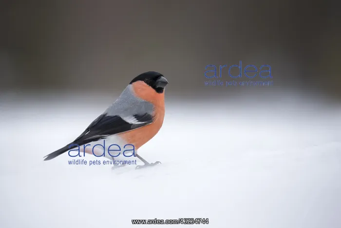  : Bullfinch - male in the snow - Sweden, Europe