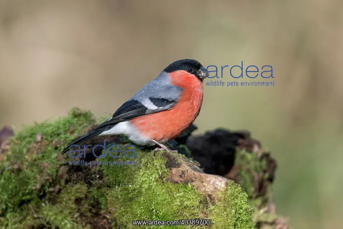 : Bullfinch - Male - UK : Bullfinch - Male - UK