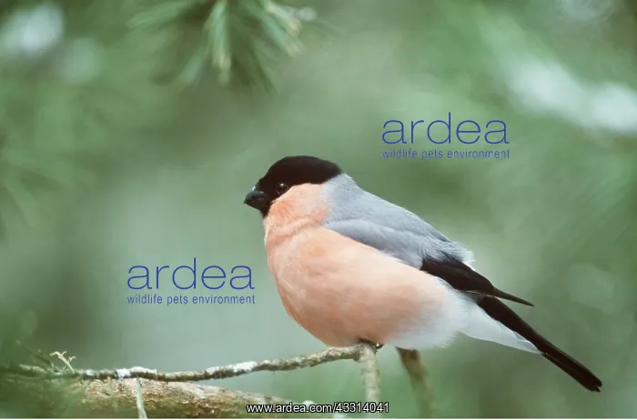 : BULLFINCH - ON PERCH : BULLFINCH - ON PERCH