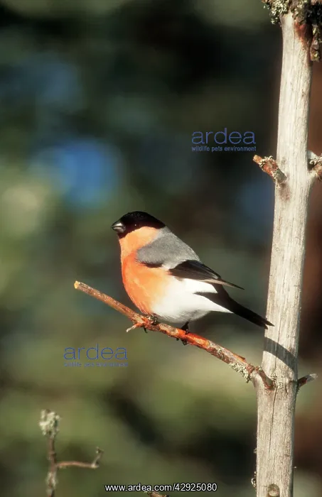 : BULLFINCH - perched on a branch : BULLFINCH - perched on a branch