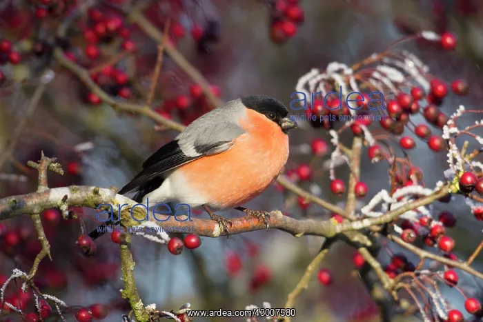: Bullfinch perched in a Hawthorn Tree full of berries : Bullfinch perched in a Hawthorn Tree full of berries